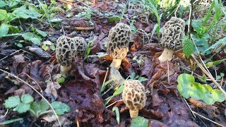 Morel Mushroom Quinta salida Murgulera COLMENILLAS-MURGULAS