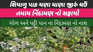 શિયાળુ ||પાક || ધાણા જીરું ચણા ઘઉં || નિંદામણ ની સચોટ માહિતી