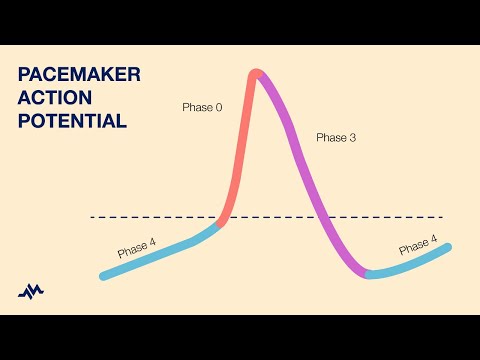 Which of the following areas of the conduction system would produce spontaneous action potential is most frequently if the SA node were not functioning?