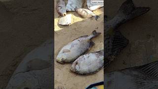 ஓரா மீன் ஏலம் 🐟 இடம் புதிய துறைமுகம் தூத்துக்குடி... #fishing #thoothukudi #fishing #youtubeshorts