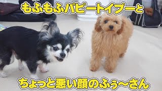 もふもふパピートイプーとちょっと悪い顔のふぅ～さん　🐶ひみつきちなう！①🐶  (チワワ トイプードル ミニチュアダックス コーギー ビーグル) 2022年7月7日