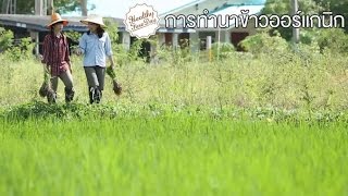 Healthy Fine day [by Mahidol]  (2/2) การทำนาข้าวออร์แกนิก