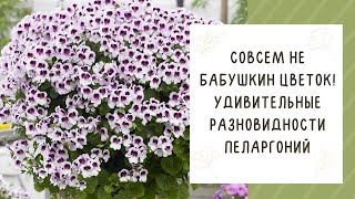 ВСЕ О ПЕЛАРГОНИЯХ: КАК ВЫБРАТЬ, КАК ПОСАДИТЬ И КАК РАЗМНОЖИТЬ!