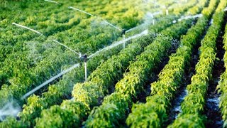 Drip irrigation system  നമുക്ക് അറിയേണ്ടതെല്ലാം automatic irrigation #irrigation# farming #palakad