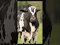 big cow cow cows cowvideos jallikattu jallikattukalai viral trending animals shorts