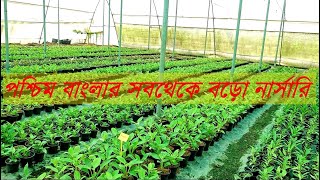 আরামবাগ নার্সারি | পশ্চিম বাংলার সবথেকে বড়ো নার্সারি | খুব কম দামে ভালো গাছ পাবেন | Arambagh Nursery