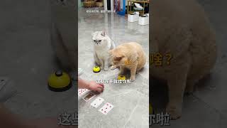 【#乔巴日记】小野:我不装了,摊牌了... #猫咪的迷惑行为 #猫咪 #萌宠成精了