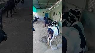 RK dairy farm Kotputli 🐄🐃🌾🌾💯#cow #shortvideo #farming #shorts