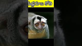 గుడ్లగూబ కోతి అంటే మీకు తెలుసా #facts #viral #new #telugufacts