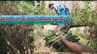 ನಾನು ಎನ್ ಮಾಡ್ತಾಇದ್ದೀನಿ | ಬೀನ್ಸ್ ಬೆಳೆಯುವ ವಿಧಾನ | How to grow beans