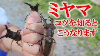 【ミヤマクワガタ採集】知らないと全然とれないので解説します