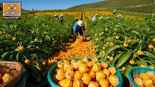 Physalis Revealed: The Exotic Treasure from Farm to Gourmet!