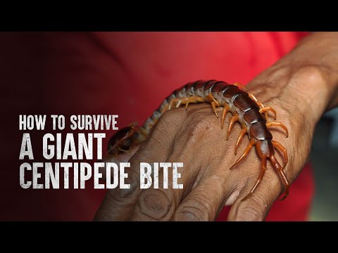 Centipede Bite Centipede Bite