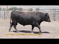 lot 205 black gold