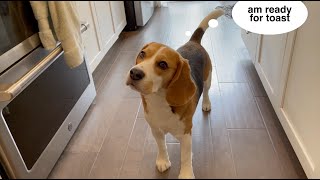 Sleepy beagle wakes up, demands toast