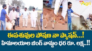 Punganur Cow and Pottelu Exhibition | ఈ పశువుల పోషణ నా ఫ్యాషన్..!! Tone Agri