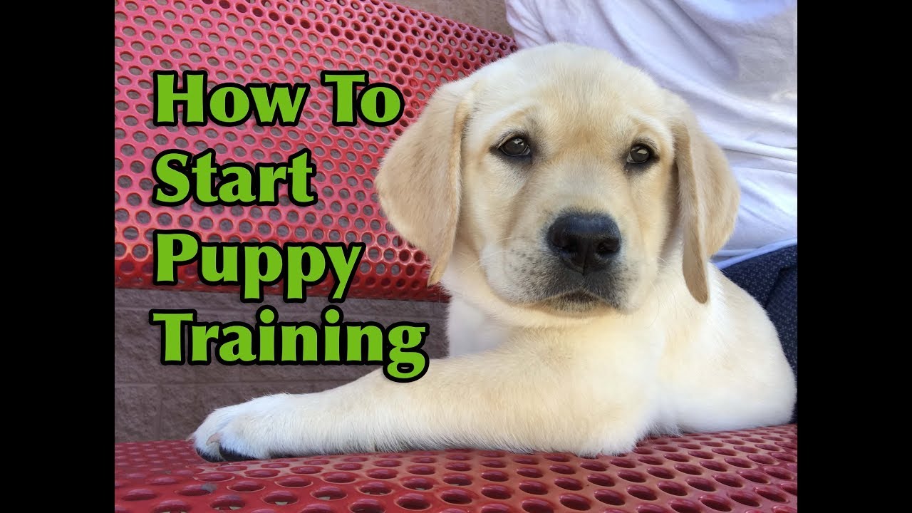 How To Start Training Your Puppy Youtube