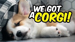 Is It Worth It To Get a Corgi? Getting Our First Puppy!