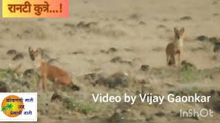 Indian Wild Dog / रानकुत्रे / ढोल हा प्राणी.. दाजीपूर(महाराष्ट्) अभयारण्यातील एक अविस्मरणीय प्रसंग@