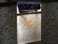 Peanut Peeling and splitting machine