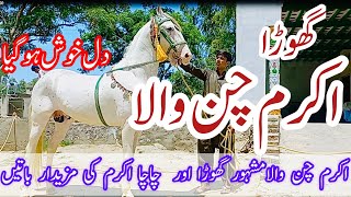 Best Breeder Horse in Pakistan || Chan Makhan