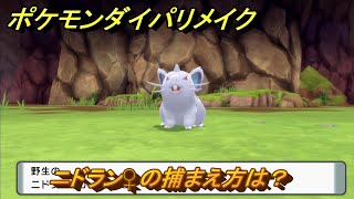 ポケモンダイパリメイク　ニドラン♀の捕まえ方は？出現場所は？　最新版【ブリリアントダイヤモンド・シャイニングパール】