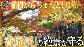 紅葉名所のモミジ「寿命」近づく…地元がつくった絶景を“次の100年”へ 香嵐渓が迎えた大きな転機