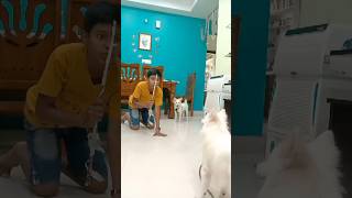 ఒరేయ్ నా bittu ni కొడితే ఒప్పుకోనురా😡😡 #dog #doglover #shorts #ytshorts #pomeranian #pets #puppy