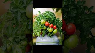 FREE Tomato Growing Secrets EXPOSED