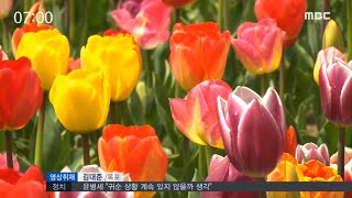 [뉴스투데이]튤립 '만개' , 온통 꽃세상-R 임자도 튤립축제 (160409토)