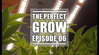 The Perfect Growing Lights for Cannabis | The Perfect Grow | EP6