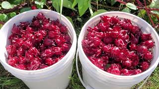 GROWING SORREL IN AMERICA