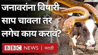 Animal Snake Bite Treatment : पाळीव जनावरांना साप चावला तर ताबडतोब काय करावं? | BBC News Marathi