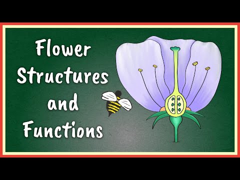 What is the role of pistil and stamen in reproduction?