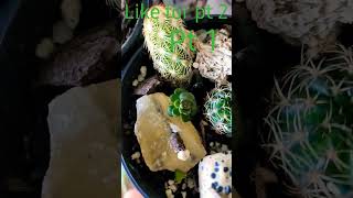 plant tour pt 1 #amazing #amazingshorts #challenge #plants#succelents#populur# #the best