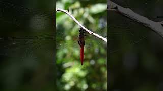 A glimpse of the underside of a crimson tailed marsh hawk dragonfly atop a thorny stem #dragonfly