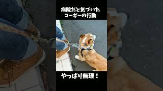 行き先が病院だと気づいた時のコーギー犬の反応がこちらです。 #shorts