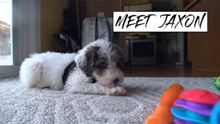 Meet Jaxon The Mini Aussiedoodle Puppy!!!