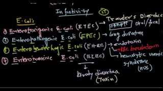 Escherichia coli infection