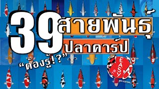 ปลาคาร์ฟ 39 สายพันธุ์ที่ต้องรู้จัก - Koi Talk EP. 121