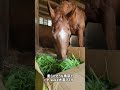 p sukeに生牧草が届きました！ 元競走馬 horse パリスカプルス 生牧草バンク