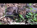 野良猫の親子を保護できるまで　4ヶ月間の記録