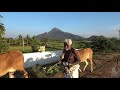 surrender unto arunachala views of the hill