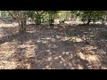 Large family of baboons during Game drive through Chobe National Park in Botswana