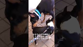 犬社会のマナーとしてやらねばならぬのだ😖【ボストンテリア】こむぎ #shorts