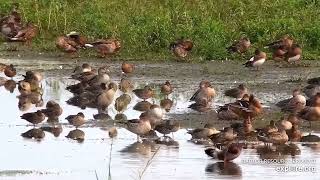 КРИЖНІ НА ВІДПОЧИНКУ. ДЕЛЬТА РІЧКИ МІССІСІПІ.США 10-9-22 - DUCKS ON REST. MISSIPPI RIVER FLYWAY. USA