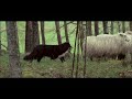 husse sheep dogs commercial Фејсбук