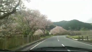 松崎町 那賀川沿いの桜並木です