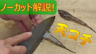 天コチの捌き方〜天ぷら、骨揚げ用〜