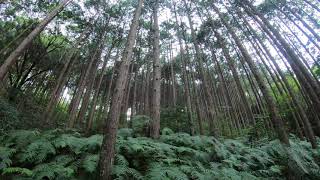 香川県大川山 邦野道林道